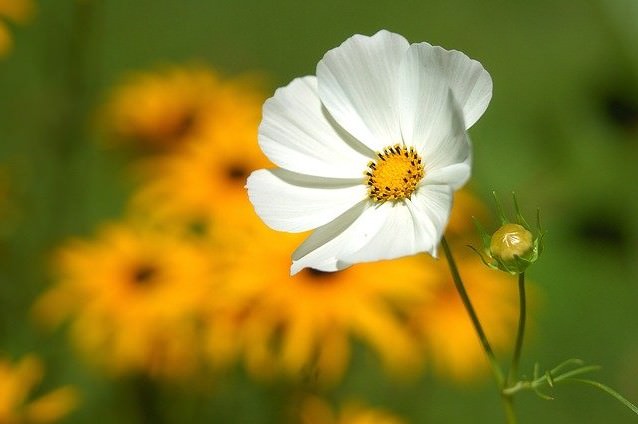 純白のコスモスの花